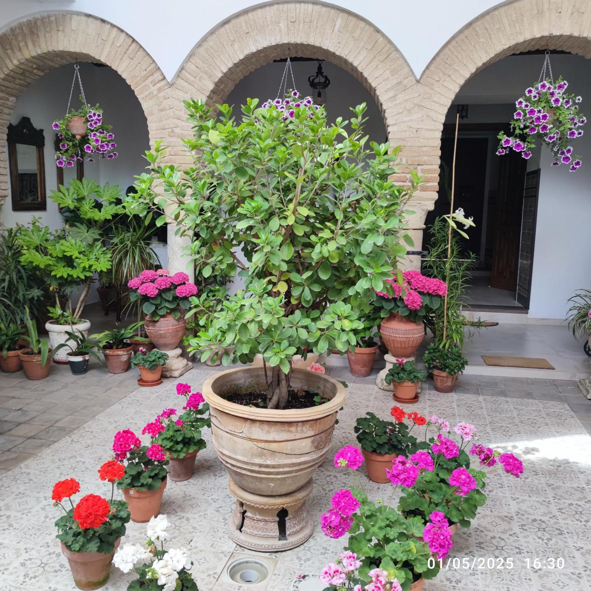 El Patio De Regina Apartment Cordoba Exterior photo